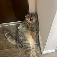 Auggie joined the competition — help win amazing prizes! cat, gray_cat, feline, pet, indoor, wood_floor, door, wall, corner, yawning, relaxed, fluffy, animal, mammal, domestic, cute, sitting, resting, funny_expression, tongue