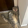 cat, gray_cat, feline, pet, indoor, wood_floor, door, wall, corner, yawning, relaxed, fluffy, animal, mammal, domestic, cute, sitting, resting, funny_expression, tongue