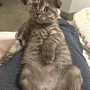 Willow joined the competition — help win amazing prizes! abyssinian, animal, bed, bedroom, blanket, cat, clothing, couch, furniture, hardwood, homedecor, indoors, kitten, manx, pants, pet, plywood, room, siamese, wood