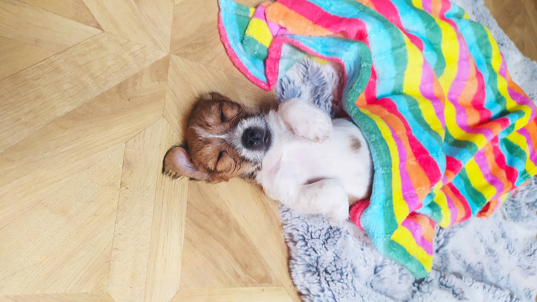 Bobbi is registered to the contest to win money with this photo: canidae, carnivore, companion_dog, dog, dog_breed, fawn, nap, paw, puppy, puppy_love, shih_tzu, sporting_group