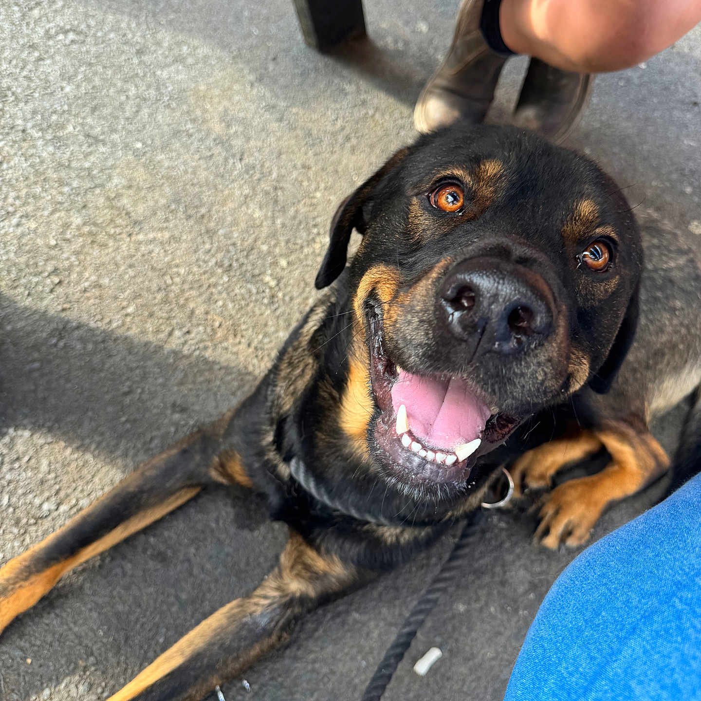 Tyson joined the competition — help win amazing prizes! accessories, animal, bodypart, boy, bulldog, canine, child, clothing, dog, footwear, hound, labradorretriever, leash, male, mouth, person, pet, puppy, shoe, strap