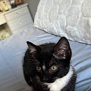 Luna joined the competition — help win amazing prizes! animal, bed, bedroom, blanket, bookcase, cabinet, cat, couch, cushion, dormroom, drawer, furniture, homedecor, indoors, kitten, manx, pet, quilt, room, shelf