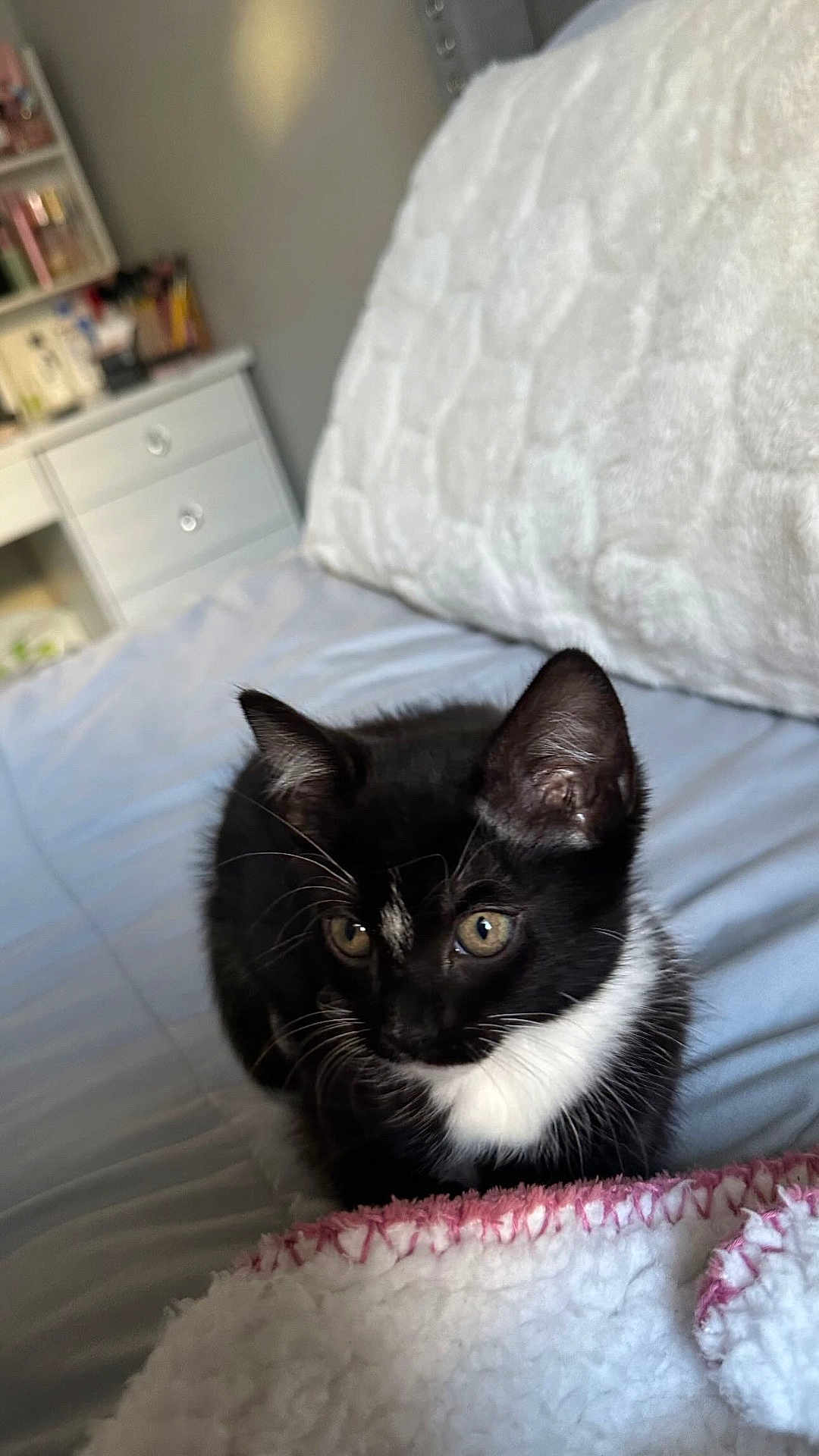 Luna joined the competition — help win amazing prizes! animal, bed, bedroom, blanket, bookcase, cabinet, cat, couch, cushion, dormroom, drawer, furniture, homedecor, indoors, kitten, manx, pet, quilt, room, shelf