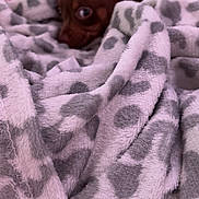 Kaylani is registered to the contest to win money with this photo: dog, blanket, pattern, brown, small_dog, peeking, furniture, pink_chair, cozy, indoor, soft_texture, pet, animal, curious, resting, wrapped, home, cute, ears, eyes