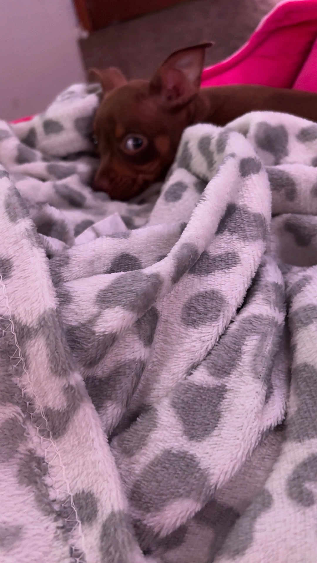 Kaylani is registered to the contest to win money with this photo: dog, blanket, pattern, brown, small_dog, peeking, furniture, pink_chair, cozy, indoor, soft_texture, pet, animal, curious, resting, wrapped, home, cute, ears, eyes