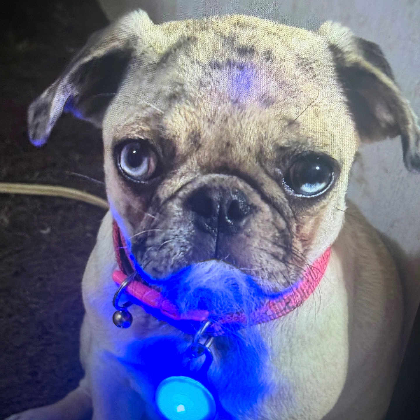 Latto joined the competition — help win amazing prizes! dog, pug, pet, collar, blue_light, indoor, close_up, animal, cute, small_dog, sitting, portrait, fur, face, ears, whiskers, looking_at_camera, domestic_animal, companion, adorable