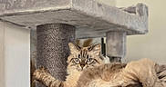 Minette participe au concours pour gagner de l'argent avec cette photo : abyssinian, alloywheel, animal, archaeology, car, carwheel, cat, furniture, handrail, kitten, machine, manx, pet, shelf, siamese, spoke, tire, transportation, vehicle, wood