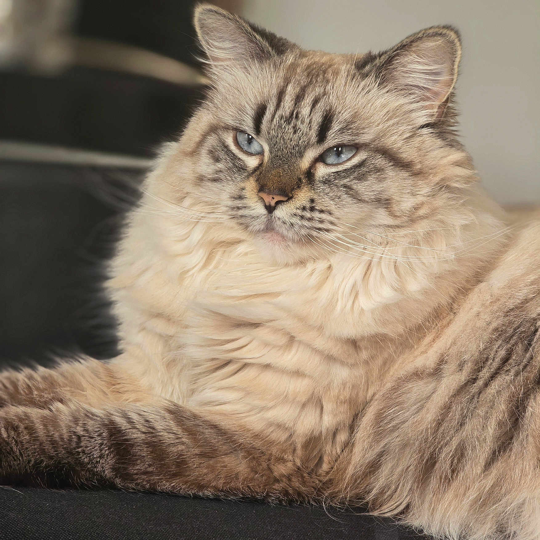 Minette participe au concours pour gagner de l'argent avec cette photo : abyssinian, angora, animal, brasssection, cat, horn, kitten, manx, musicalinstrument, pet, siamese