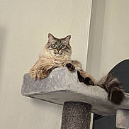 Minette participe au concours pour gagner de l'argent avec cette photo : animal, blue_eyes, cat, cat_tree, cute, domestic_cat, feline, fluffy, fur, gray, indoor, lounging, mammal, paw, pet, portrait, relaxed, resting, tail, white_wall