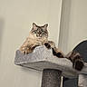 animal, blue_eyes, cat, cat_tree, cute, domestic_cat, feline, fluffy, fur, gray, indoor, lounging, mammal, paw, pet, portrait, relaxed, resting, tail, white_wall