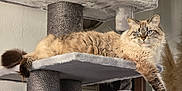 Minette a rejoint le concours — aidez-le/la à gagner de superbes lots ! abyssinian, angora, animal, arch, archaeology, architecture, cat, cross, crypt, fountain, furniture, handrail, kitten, manx, pet, siamese, sink, symbol, water, wood
