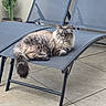 Minette participe au concours pour gagner de l'argent avec cette photo : animal, cactus, cat, chair, ears, feline, fluffy, fur, gray, looking_at_camera, lounging, outdoor, patio, pet, potted_plant, relaxed, resting, tail, tile_floor, whiskers