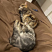 Rhodes joined the competition — help win amazing prizes! cat, sleeping, bed, brown_bedspread, tabby_cat, gray_cat, indoor, resting, cozy, feline, pets, domestic_animal, animal, fur, cute, relaxing, two_cats, paw, close_up, home