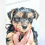 Benny is registered to the contest to win money with this photo: puppy, dog, hand, fur, collar, indoor, close_up, pet, cute, animal, young, small, black, brown, holding, furry, face, domestic_animal, canine, portrait