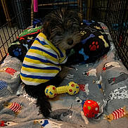 Benny is registered to the contest to win money with this photo: puppy, dog, pet, blanket, toy, cage, playpen, sweater, striped_clothing, indoor, cozy, cute, fur, small_dog, carpet, animal, colorful, soft_toy, resting, looking