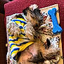 animal, blanket, blue, couch, cozy, cute, dog, fur, furniture, indoor, nap, paw_print, pet, puppy, relaxing, resting, sleeping, small_dog, striped_sweater, toy