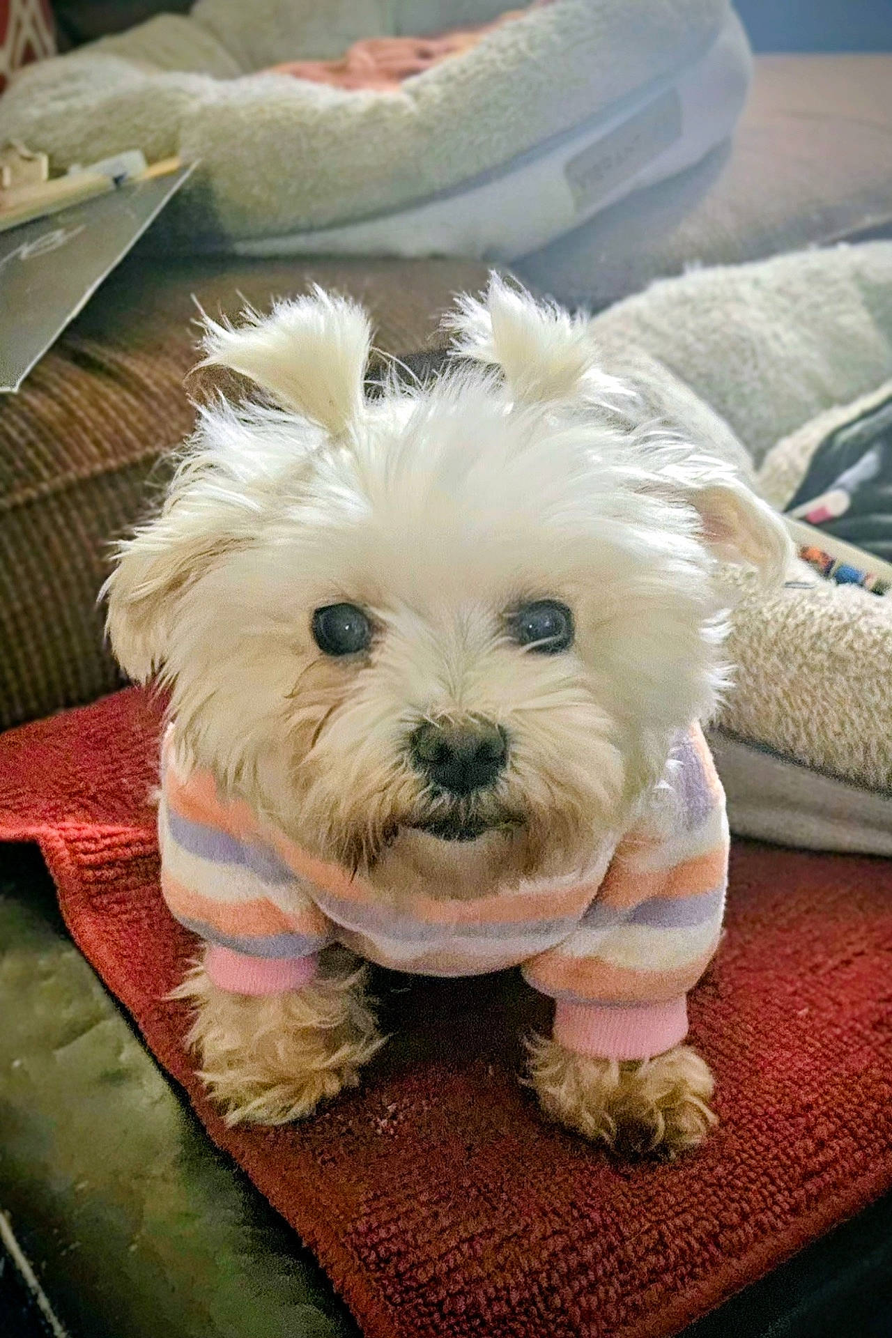 animal, closeup, companion, couch, cozy, curious, cute, dog, domestic, fluffy, furniture, indoor, mat, pet, pet_bed, portrait, small_dog, striped_sweater, sweater, white_dog