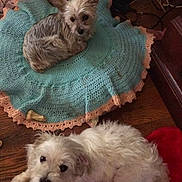 Fluffylynn joined the competition — help win amazing prizes! dog, small_dog, indoor, blanket, crocheted_blanket, red_cushion, wooden_floor, pet, cute, furry, lying_down, resting, animal, canine, fur, companion, domestic, two_dogs, floor, cozy