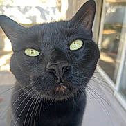 Coco is registered to the contest to win money with this photo: cat, black_cat, close_up, whiskers, yellow_eyes, greenish_eyes, face, nose, fur, portrait, pet, indoor, window, reflection, curious, macro, front_view, domestic_cat, black_fur, closeup_portrait