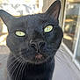 cat, black_cat, close_up, whiskers, yellow_eyes, greenish_eyes, face, nose, fur, portrait, pet, indoor, window, reflection, curious, macro, front_view, domestic_cat, black_fur, closeup_portrait