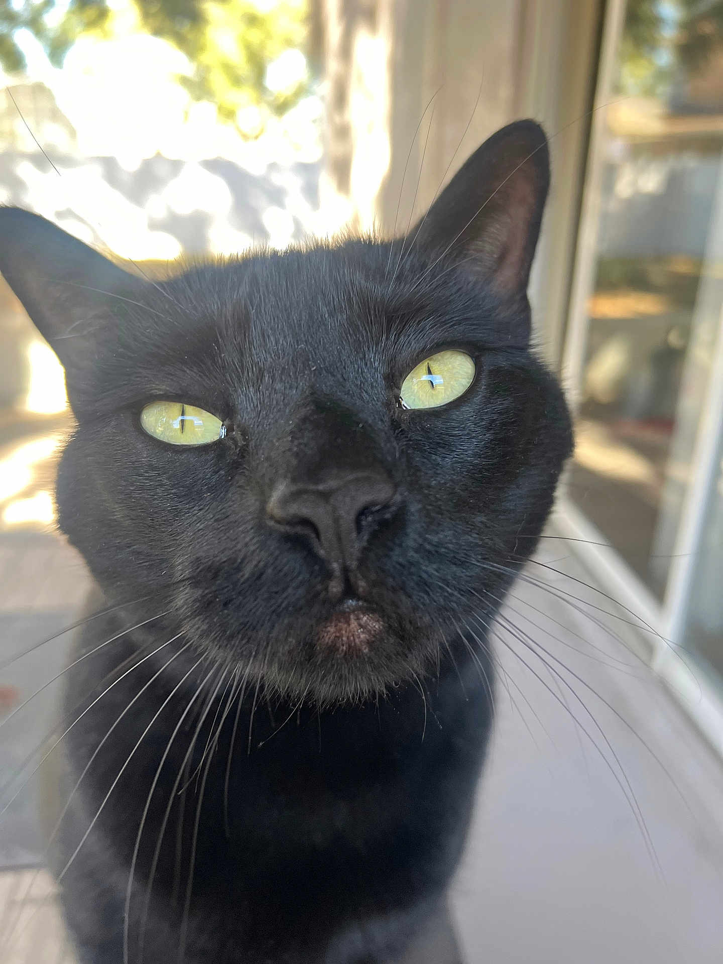 Coco is registered to the contest to win money with this photo: cat, black_cat, close_up, whiskers, yellow_eyes, greenish_eyes, face, nose, fur, portrait, pet, indoor, window, reflection, curious, macro, front_view, domestic_cat, black_fur, closeup_portrait