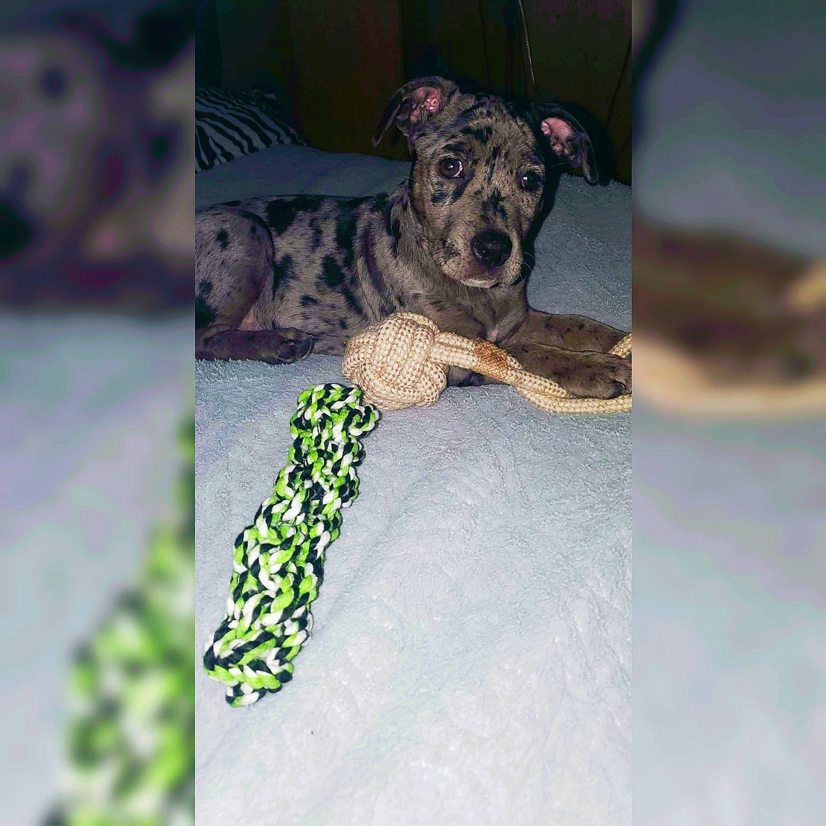 Willow Nova joined the competition — help win amazing prizes! canidae, carnivore, companion_dog, dog, dog_breed, dog_clothes, fawn, felidae, font, fur, pattern, paw, sleeve, snout, snow, sporting_group, tail, terrestrial_animal, toy_dog, whiskers