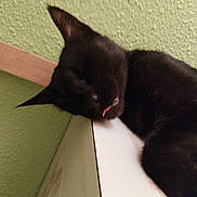 Oliver participe au concours pour gagner de l'argent avec cette photo : animal, black_cat, cat, close_up, cozy, cute, domestic_animal, feline, fur, green_wall, indoor, pet, relaxation, resting, sleeping, tongue_out, wall, whiskers, white_surface, wood_trim