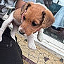 Rose participe au concours pour gagner de l'argent avec cette photo : animal, brown, casual_clothing, cute, dog, fur, glass_door, hand, holding, outdoor, person, pet, puppy, reflection, shirt, shorts, small, tile_floor, white, young