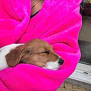 Rose participe au concours pour gagner de l'argent avec cette photo : animal, blanket, closeup, comfort, cozy, cute, dog, ear, fur, indoor, nose, peaceful, pet, pink_blanket, puppy, relaxation, resting, sleeping, snuggle, warmth