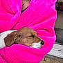 animal, blanket, closeup, comfort, cozy, cute, dog, ear, fur, indoor, nose, peaceful, pet, pink_blanket, puppy, relaxation, resting, sleeping, snuggle, warmth