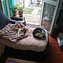 Rose a rejoint le concours — aidez-le/la à gagner de superbes lots ! animal, blanket, cat, couch, cozy, dog, domestic, door, furniture, home, indoor, pet_bed, plant, potted_plant, relaxing, resting, sleeping, table, window, wooden_floor