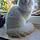 Prince