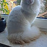 animal, calm, cat, curious, daylight, domestic, feline, fluffy, home, indoor, outdoor_view, pet, potted_plant, roof, sitting, sunlight, tree, white_cat, window, windowsill