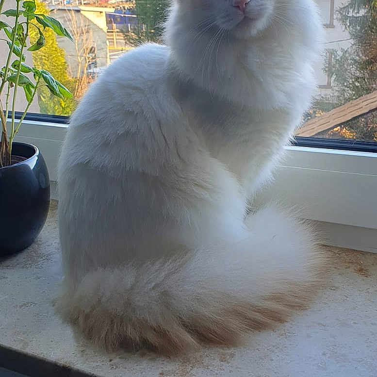 Prince