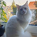 Sabrina I.