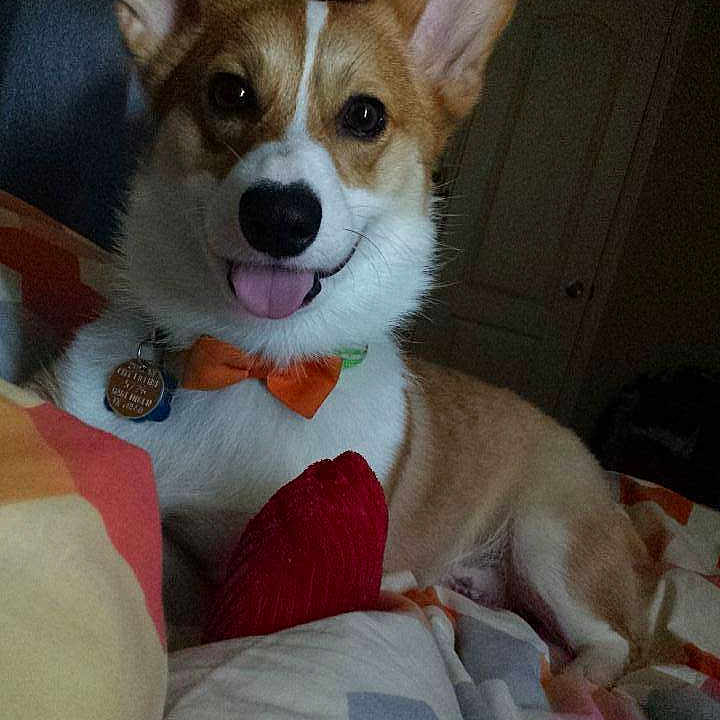 Archie joined the competition — help win amazing prizes!