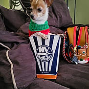 Kai joined the competition — help win amazing prizes! dog, small_dog, sweater, red, green, bucket, ny_islanders, couch, brown, pillow, handbag, zipper, keychain, indoor, pet, cute, holiday, festive, cozy, furniture