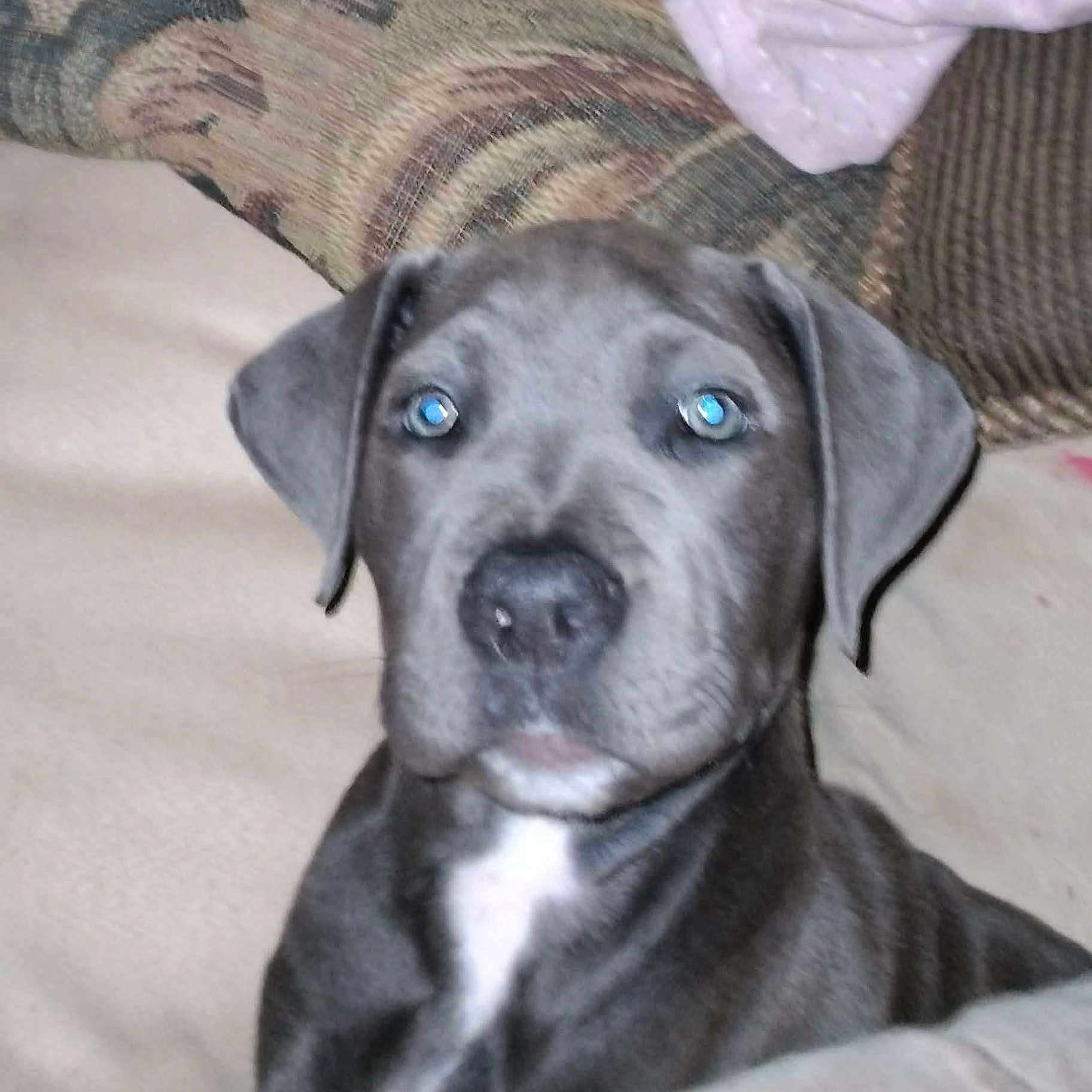 Luna Moon