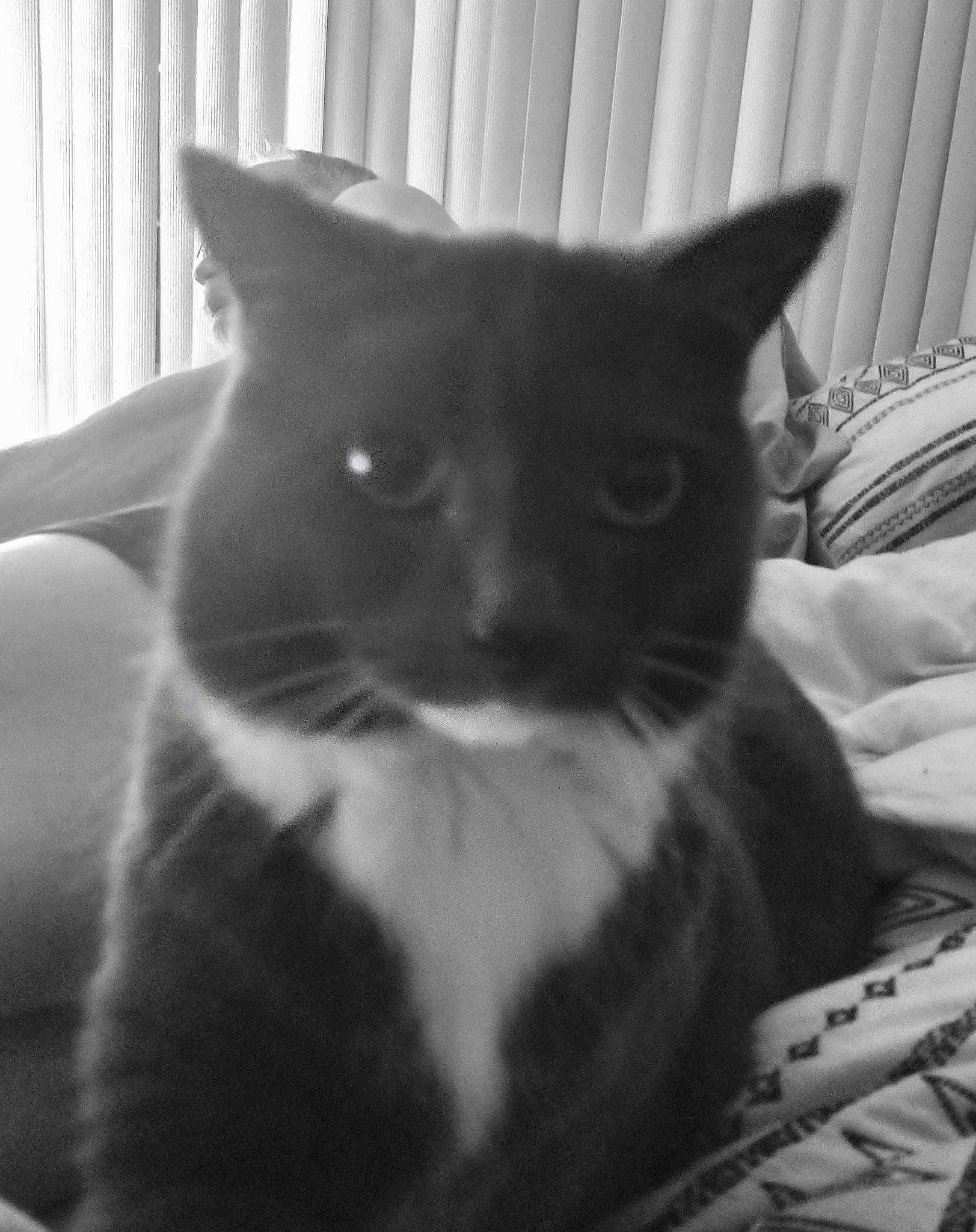 Pheobe is registered to the contest to win money with this photo: black_and_white, black_cat, carnivore, cat, comfort, domestic_short_haired_cat, felidae, fur, grey, mammal, monochrome, monochrome_photography, room, small_to_medium_sized_cats, snout, tail, whiskers