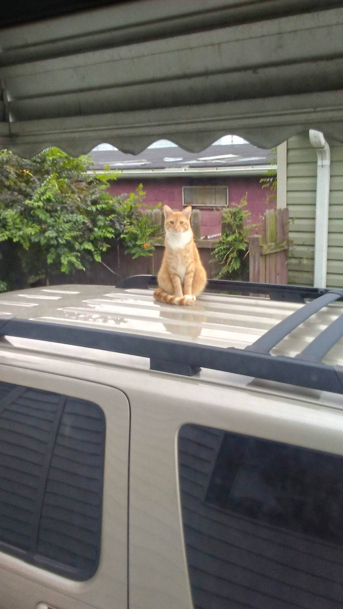 Lance joined the competition — help win amazing prizes! automotive_exterior, automotive_mirror, carnivore, cat, fawn, felidae, hood, plant, shade, small_to_medium_sized_cats, snout, tail, tints_and_shades, tree, vehicle, vehicle_door, whiskers, window, windscreen_wiper, wood