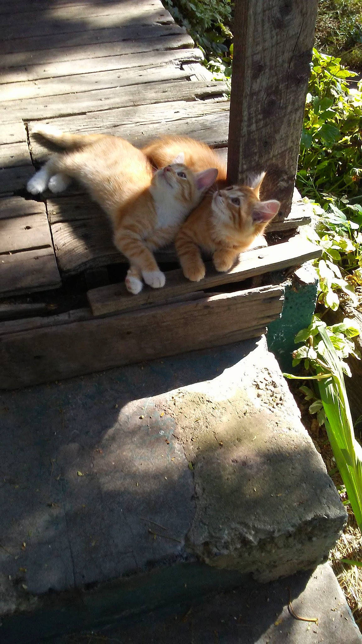 Lance is registered to the contest to win money with this photo: carnivore, cat, companion_dog, domestic_short_haired_cat, fawn, felidae, fur, grass, outdoor_furniture, plant, road_surface, small_to_medium_sized_cats, snout, tail, tints_and_shades, tree, trunk, vertebrate, whiskers, wood