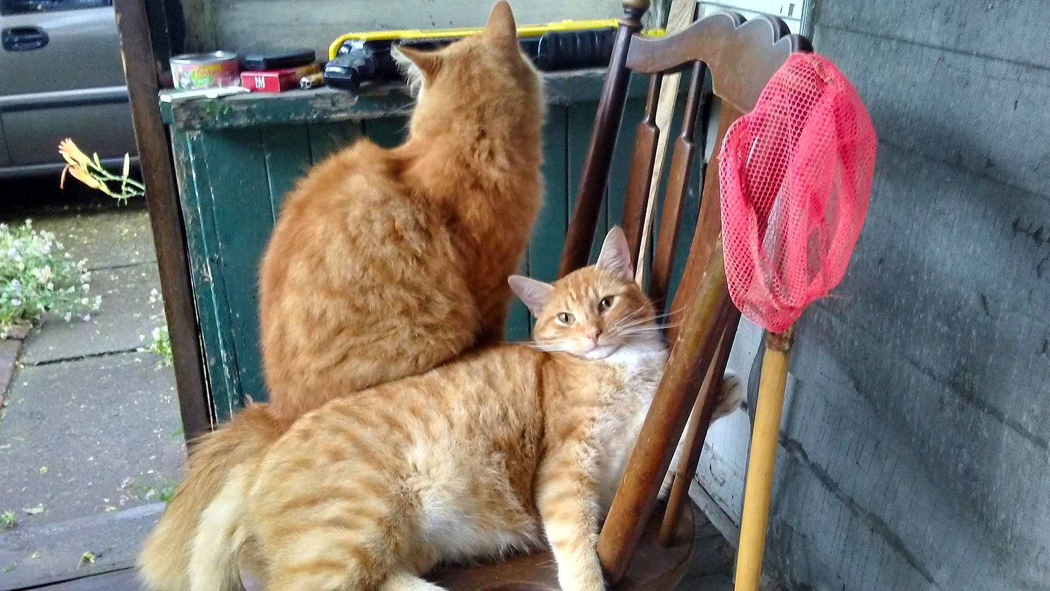 Lance joined the competition — help win amazing prizes! bag, carnivore, cat, claw, comfort, domestic_short_haired_cat, fawn, felidae, fur, luggage_and_bags, mammal, orange, paw, small_to_medium_sized_cats, tail, terrestrial_animal, thread, vertebrate, whiskers, wood