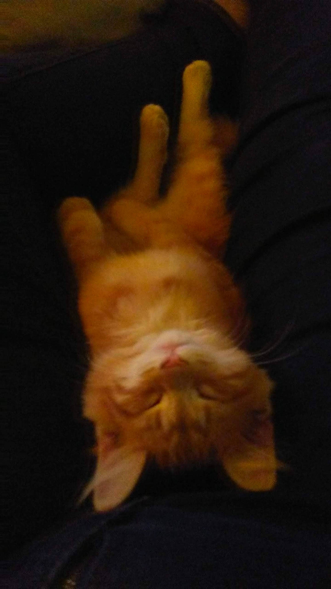 Lance is registered to the contest to win money with this photo: art, carnivore, darkness, dog_breed, ear, event, fawn, felidae, finger, foot, gesture, hand, paw, rabbit, rabbits_and_hares, small_to_medium_sized_cats, snout, tail, thumb, whiskers