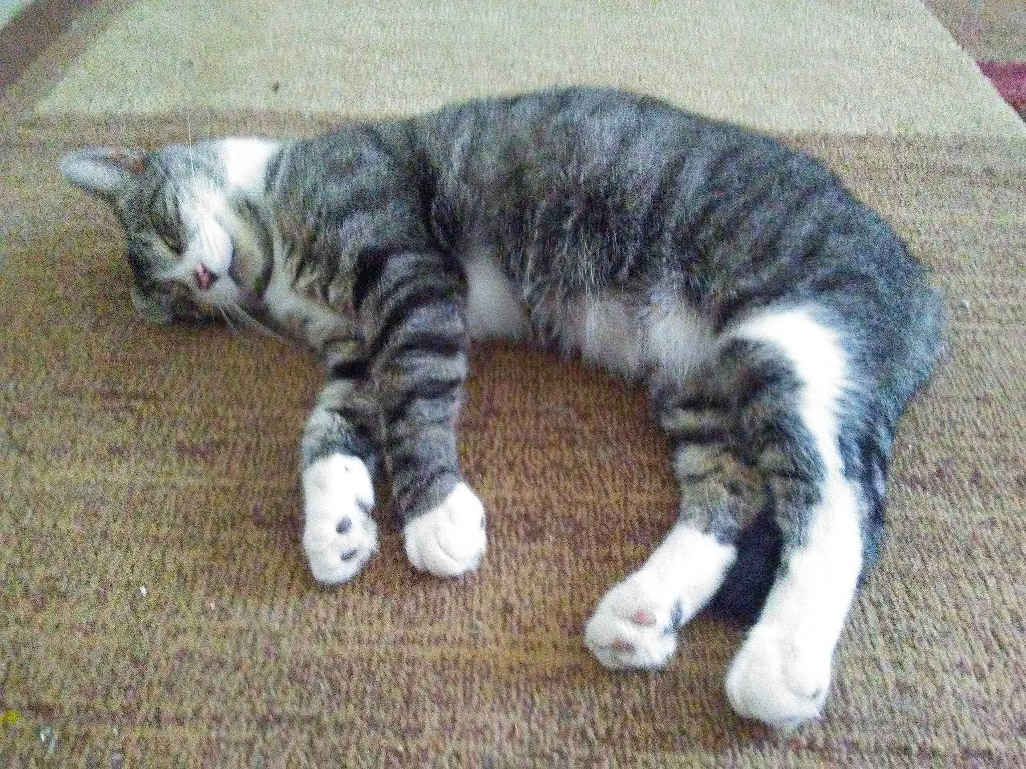 Mr Wink joined the competition — help win amazing prizes! carnivore, cat, claw, domestic_short_haired_cat, felidae, flooring, foot, fur, grass, pattern, paw, small_to_medium_sized_cats, snout, tail, terrestrial_animal, whiskers