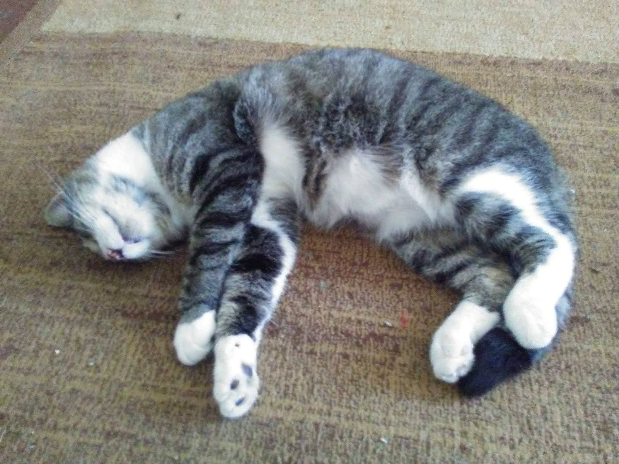 Mr Wink joined the competition — help win amazing prizes! carnivore, cat, claw, dog_breed, domestic_short_haired_cat, felidae, fur, mammal, paw, small_to_medium_sized_cats, snout, tail, terrestrial_animal, vertebrate, whiskers