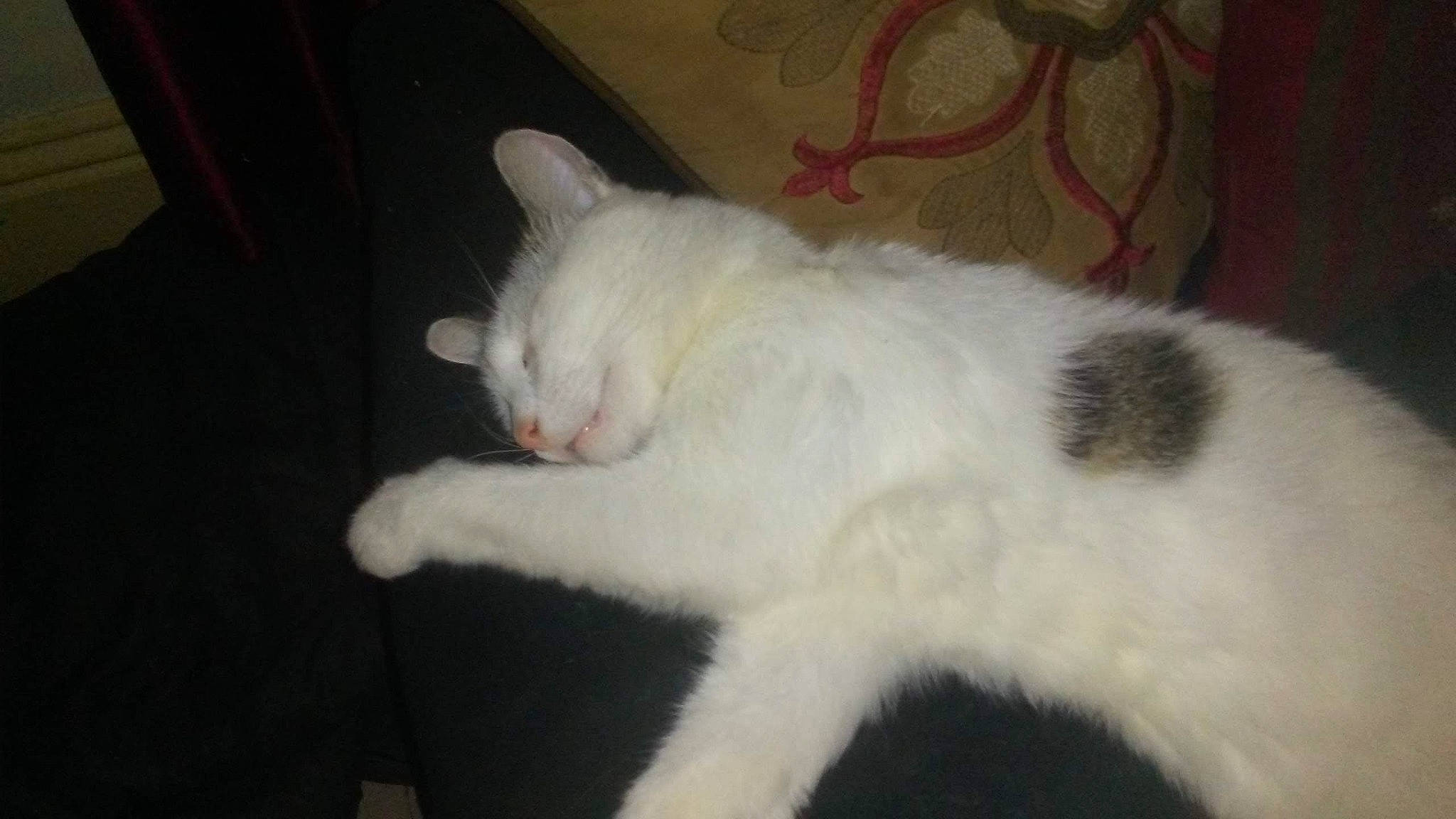 Rauzi joined the competition — help win amazing prizes! carnivore, cat, claw, comfort, domestic_short_haired_cat, felidae, fur, nap, paw, sleep, small_to_medium_sized_cats, tail, terrestrial_animal, whiskers