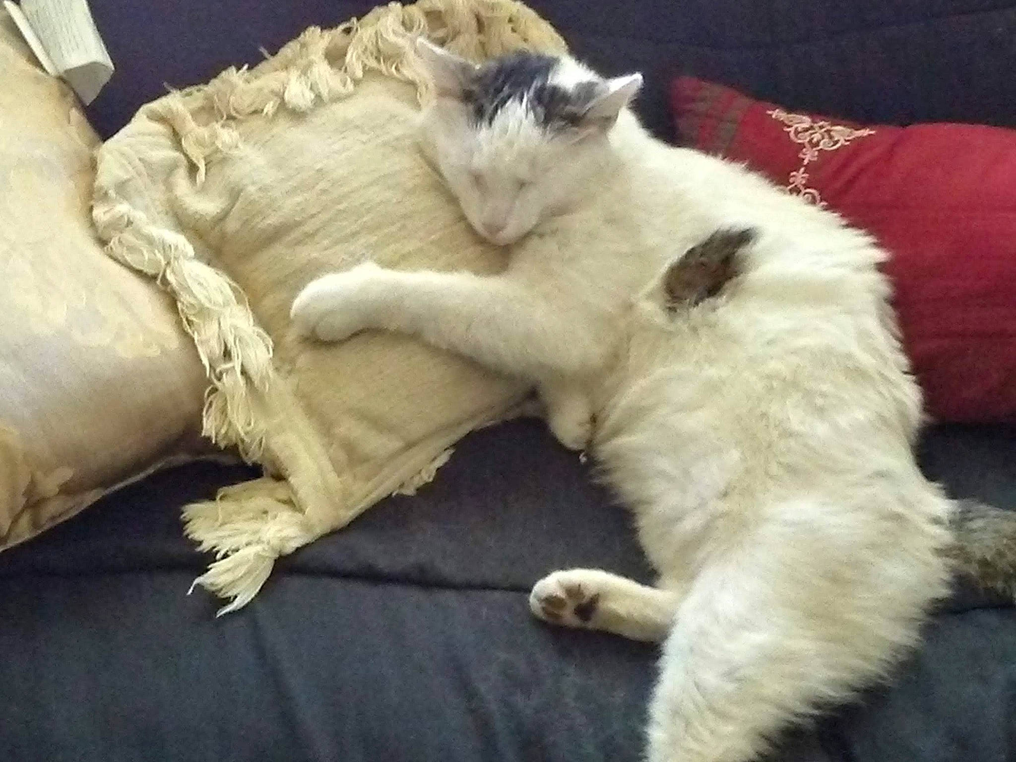 Rauzi joined the competition — help win amazing prizes! canidae, carnivore, cat, claw, comfort, companion_dog, dog_breed, domestic_short_haired_cat, felidae, foot, fur, human_leg, linens, nap, paw, sleep, small_to_medium_sized_cats, tail, terrestrial_animal, whiskers