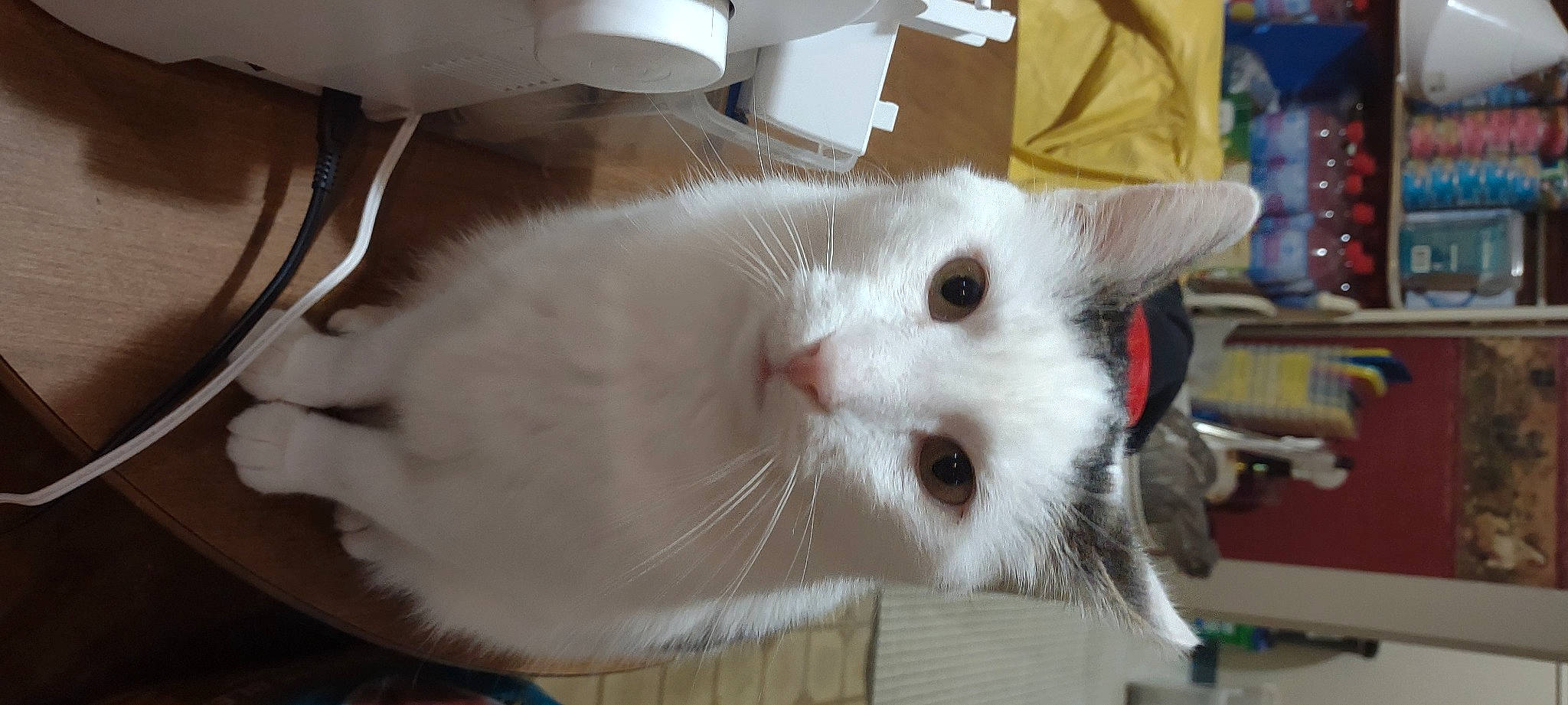 Rauzi joined the competition — help win amazing prizes! carnivore, cat, domestic_short_haired_cat, eye, fawn, felidae, fur, paw, small_to_medium_sized_cats, snout, tail, whiskers