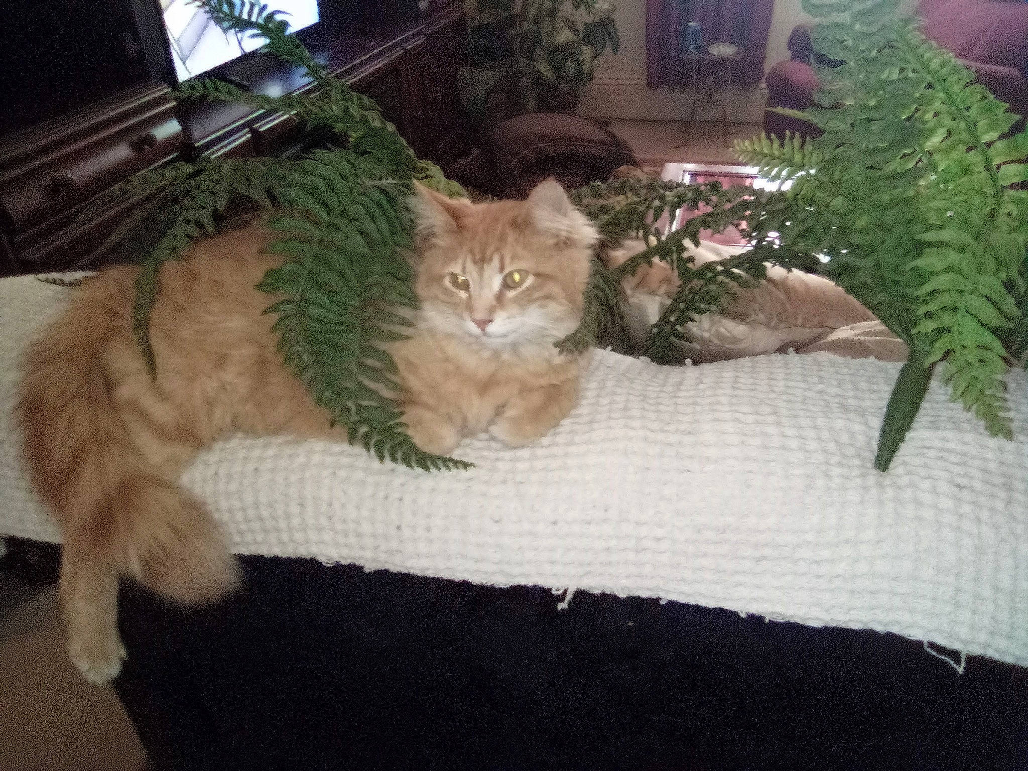 Achilles joined the competition — help win amazing prizes! carnivore, cat, cat_bed, claw, comfort, couch, domestic_short_haired_cat, fawn, felidae, fur, hardwood, houseplant, paw, plant, room, small_to_medium_sized_cats, tail, tree, whiskers, wood