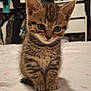kitten, cat, tabby, animal, pet, cute, feline, fur, whiskers, indoor, bed, blanket, small, young, sitting, closeup, soft, curious, domestic, cozy